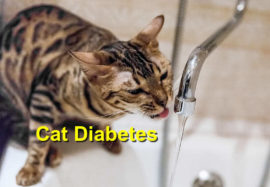Cat Diabetes