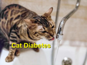Read more about the article Cat Diabetes