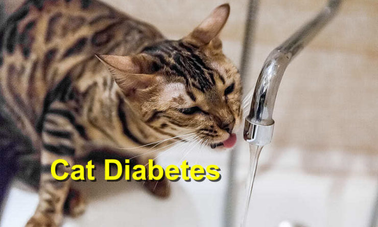 Cat Diabetes