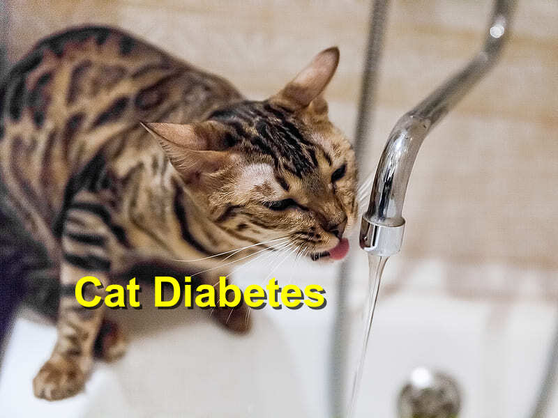 Read more about the article Cat Diabetes