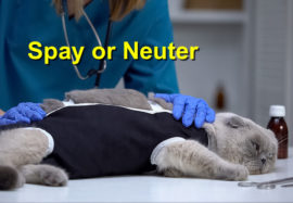 Spay or Neuter