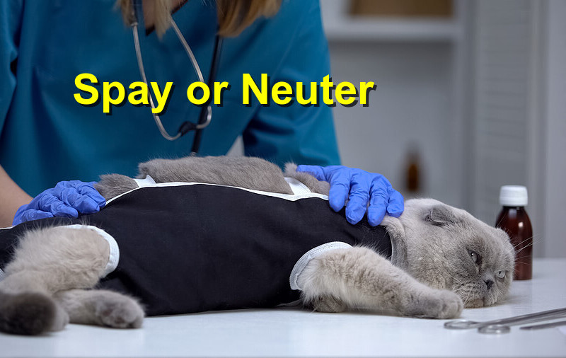 Read more about the article Spay or Neuter