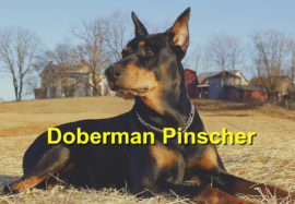 Doberman Pinscher