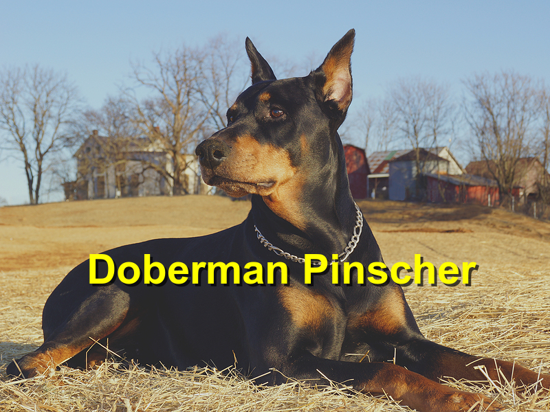 Read more about the article Doberman Pinscher