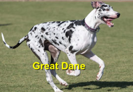 Great Dane