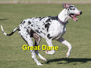 Read more about the article Great Dane
