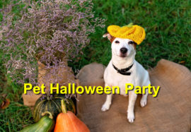Pet Halloween Party