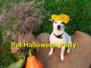 Read more about the article Pet Halloween Party