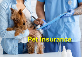 Pet Insurance
