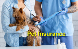 Read more about the article Pet Insurance