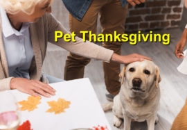 Pet Thanksgiving