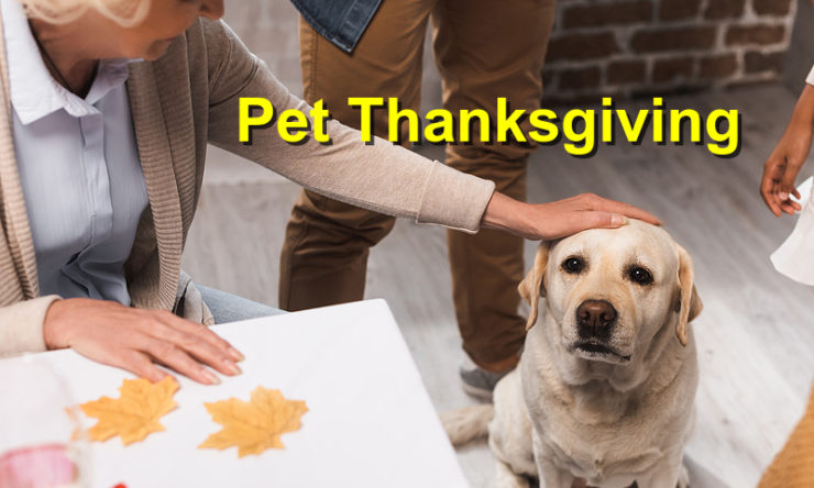 Pet Thanksgiving