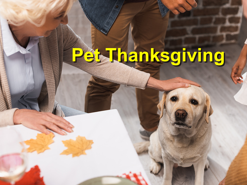 Read more about the article Pet Thanksgiving