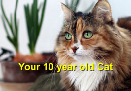 Your 10 year old Cat