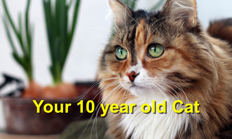 Your 10 year old Cat