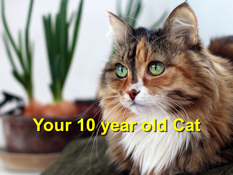 Read more about the article Your 10 year old Cat