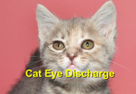 Cat Eye Discharge