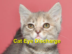 Read more about the article Cat Eye Discharge
