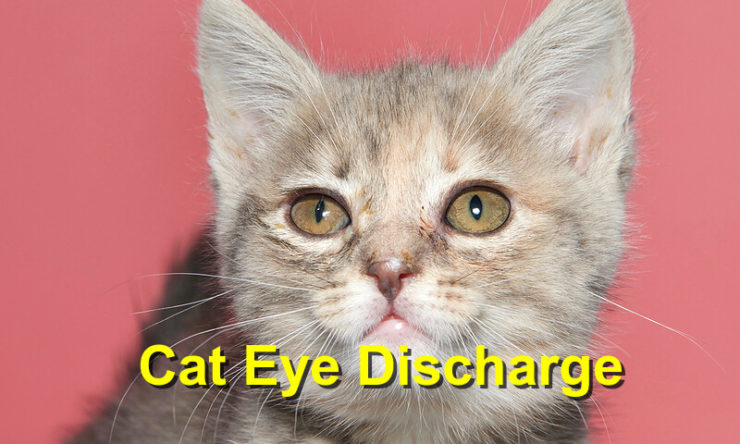 Cat Eye Discharge