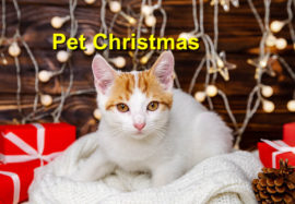 Pet Christmas