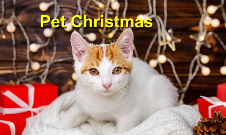 Pet Christmas