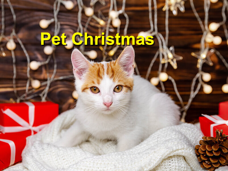 Read more about the article Pet Christmas
