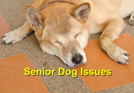 Senior Dog Issues