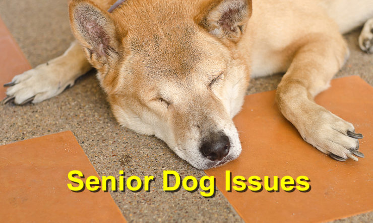 Senior Dog Issues