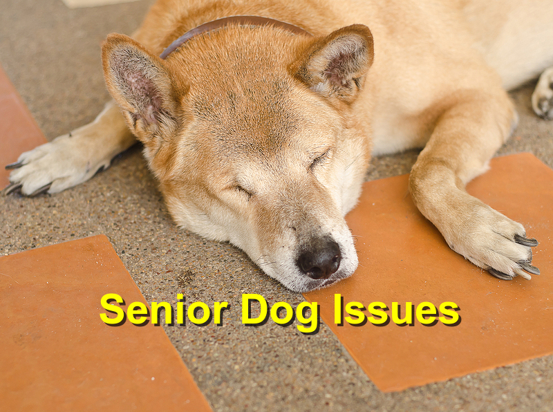 Read more about the article Senior Dog Issues