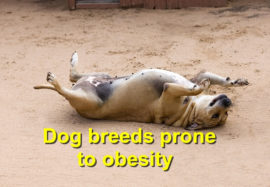 Dog breeds prone to obesity