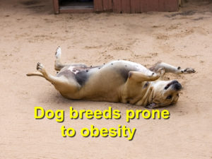 Read more about the article Dog breeds prone to obesity