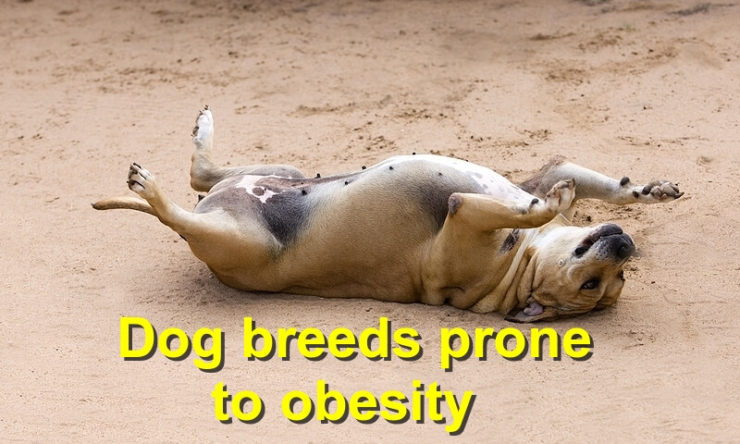 Dog breeds prone to obesity