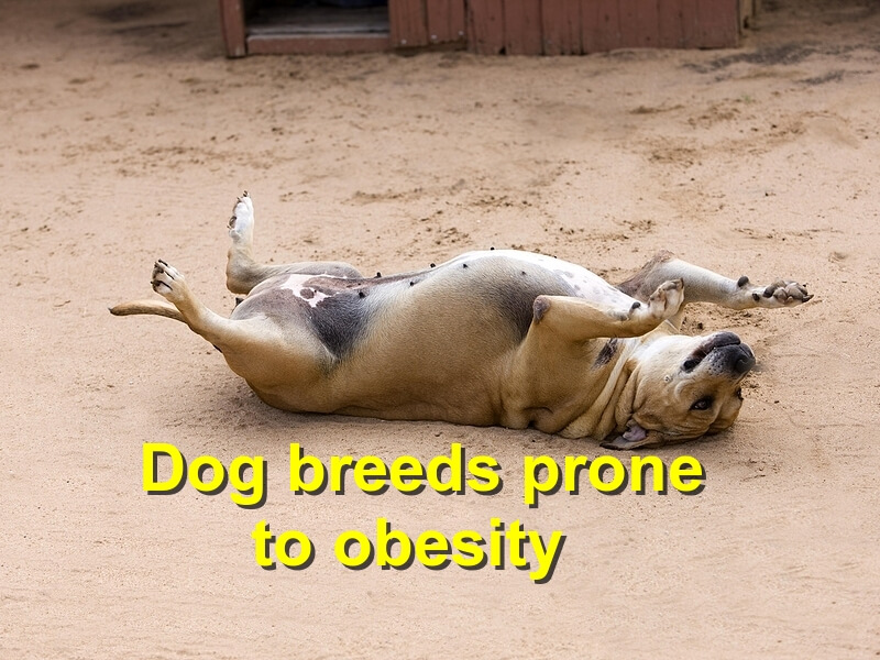 Read more about the article Dog breeds prone to obesity