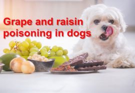 Grape and raisin poisoning in dogs