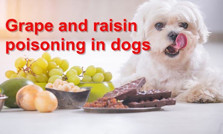Grape and raisin poisoning in dogs