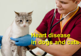 Heart disease in dogs and cats