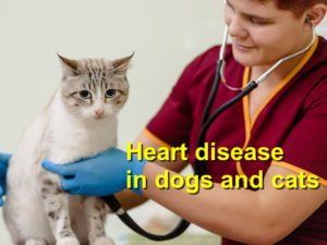 Read more about the article Heart disease in dogs and cats