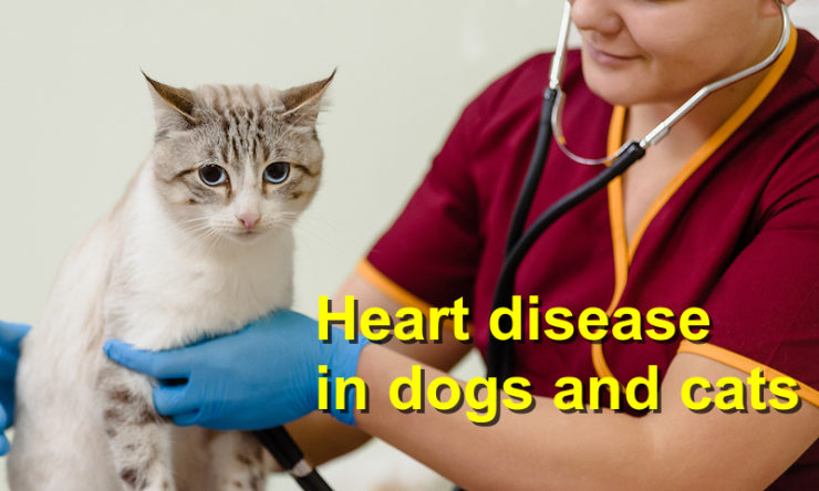 Heart disease in dogs and cats