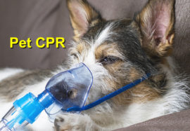 Pet CPR