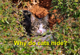 Why do cats hide?