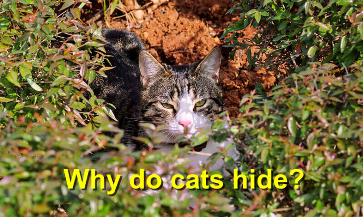 Why do cats hide?