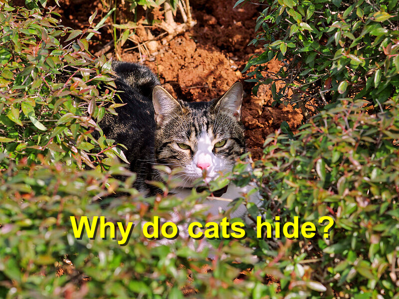 Read more about the article Why do cats hide?