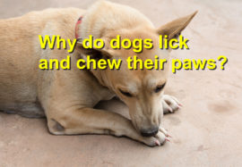 Why do dogs lick and chew their paws?