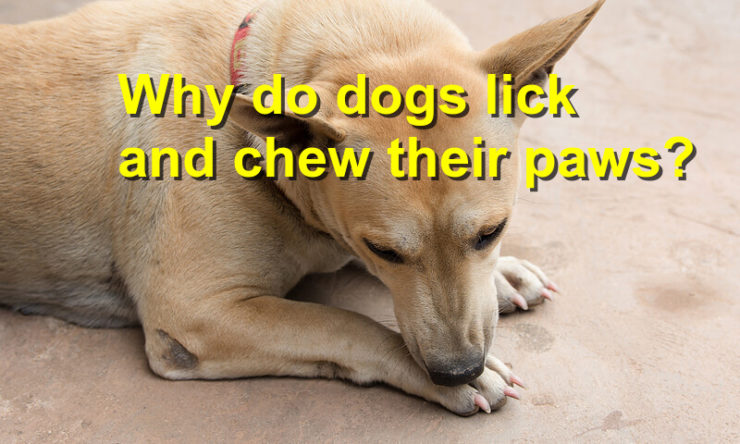 Why do dogs lick and chew their paws?