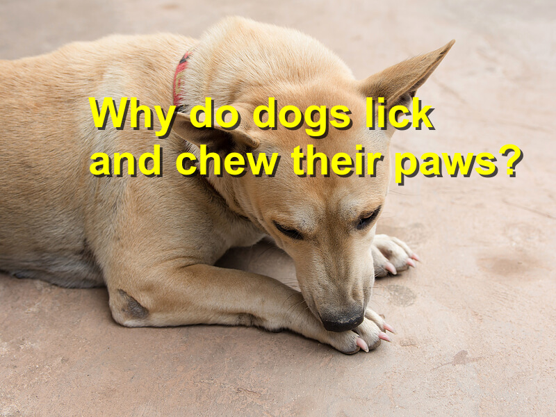Read more about the article Why do dogs lick and chew their paws?