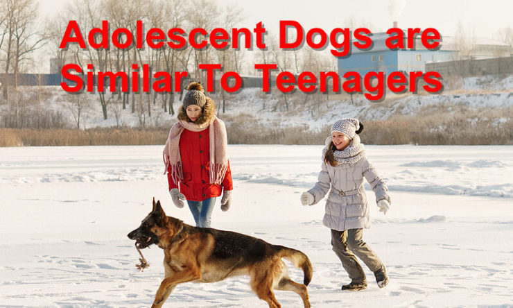 Adolescent Dogs are Similar To Teenagers