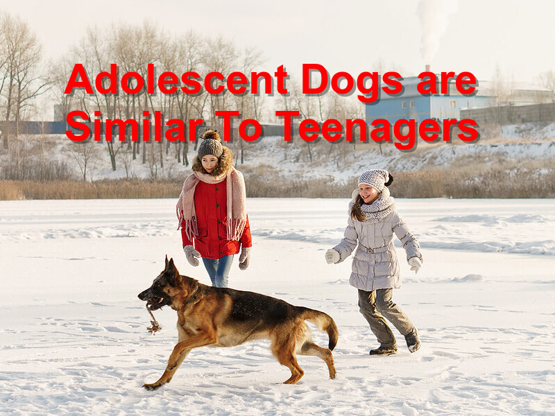 Read more about the article Adolescent Dogs are Similar To Teenagers