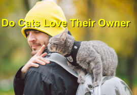 Do Cats Love Their Owner