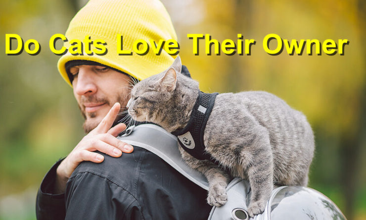 Do Cats Love Their Owner
