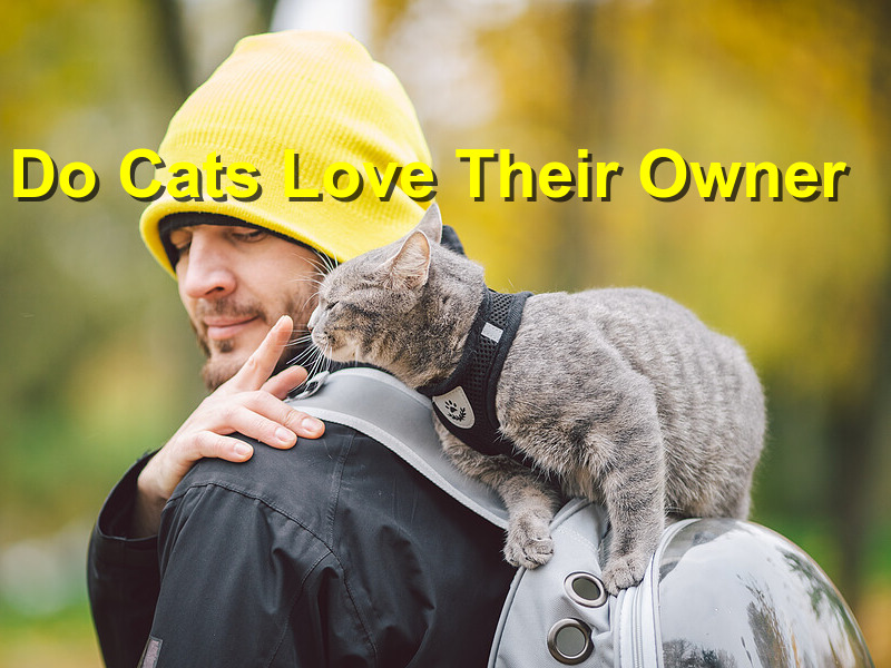 Read more about the article Do Cats Love Their Owner